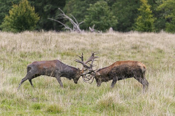 Two rutting red deer