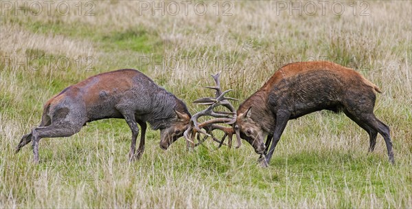 Two rutting red deer