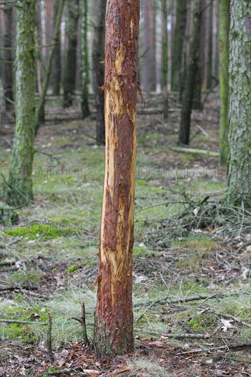 Damaged pine tree with bark stripped by red deer