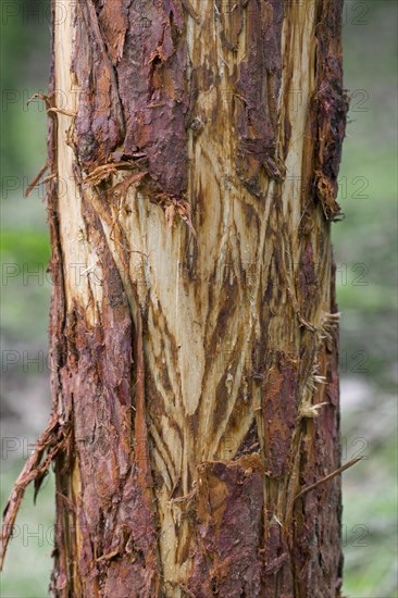 Damaged pine tree with bark stripped by red deer