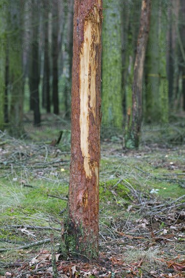 Damaged pine tree with bark stripped by red deer