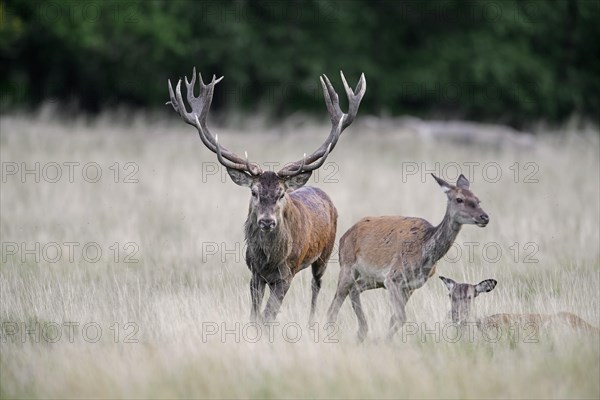 Red deer