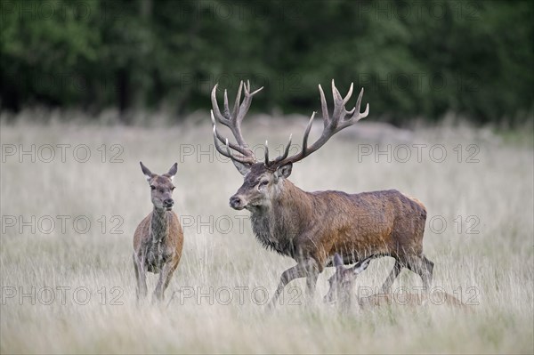 Red deer