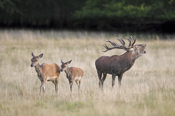 Red deer