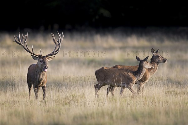 Red deer