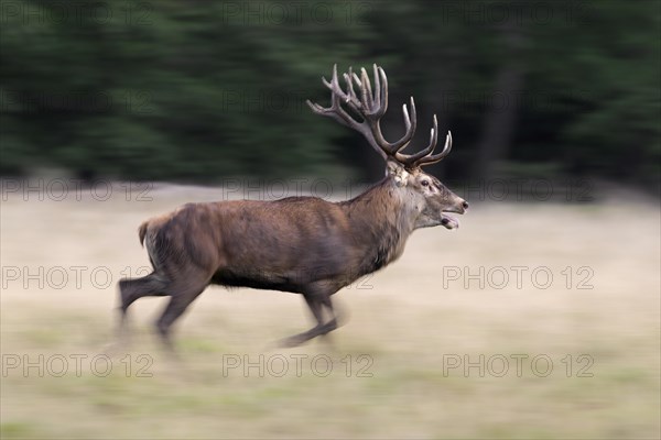 Red deer