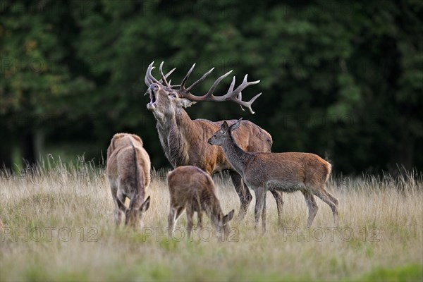 Red deer