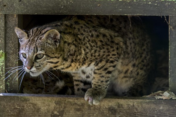 Geoffroy's cat