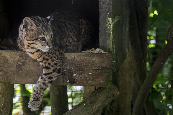 Geoffroy's cat