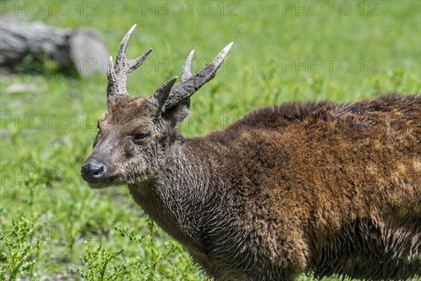 Visayan spotted deer