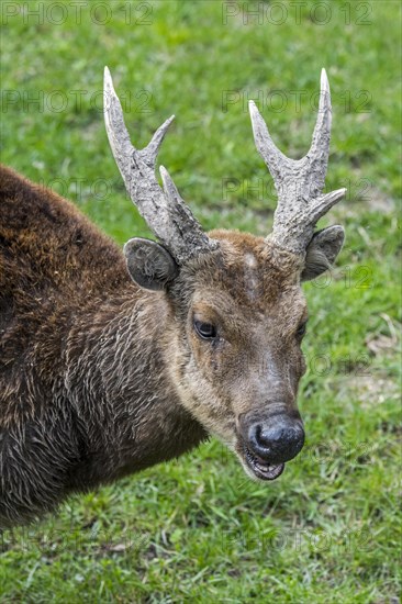 Visayan spotted deer