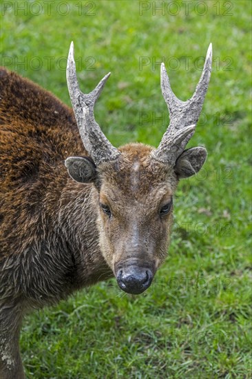 Visayan spotted deer