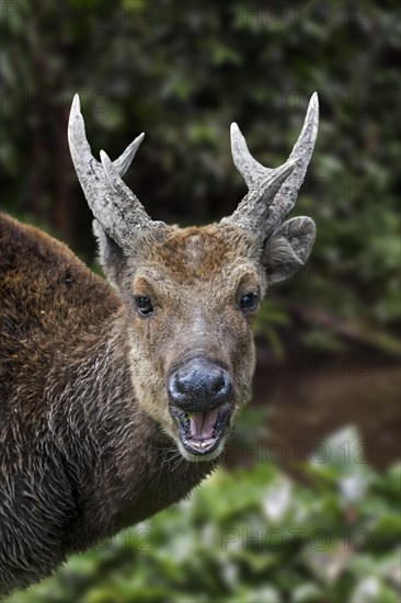 Visayan spotted deer