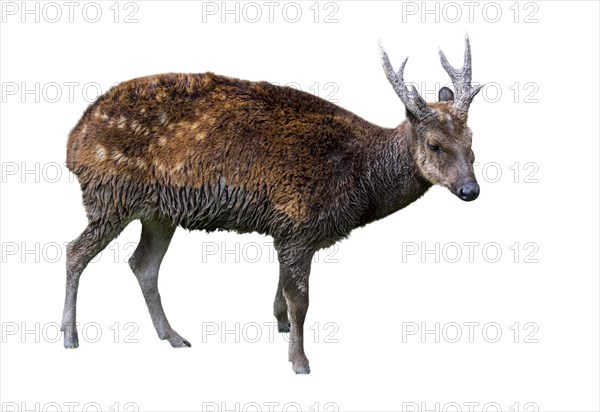 Visayan spotted deer