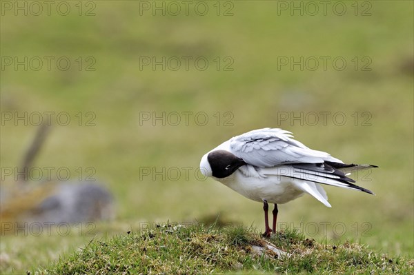 Black-headed Gull