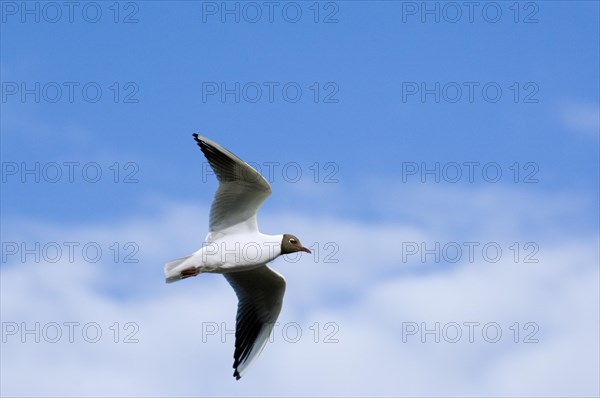 Black-headed gull