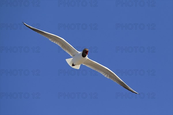 Black-headed gull