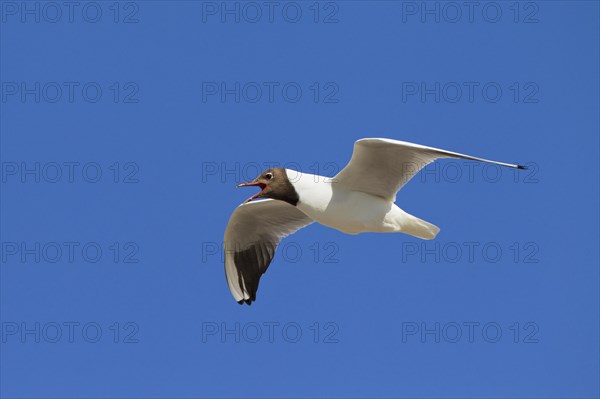 Black-headed gull