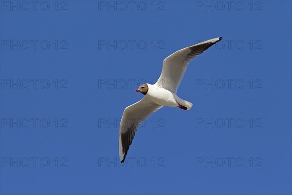 Black-headed gull