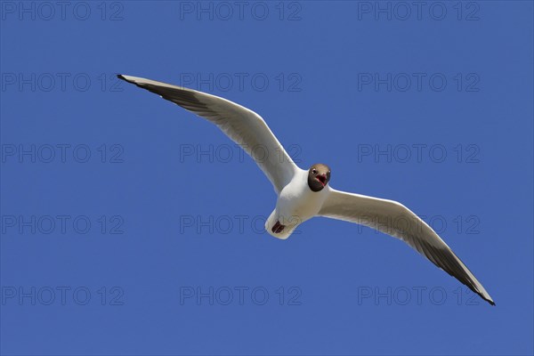 Black-headed gull