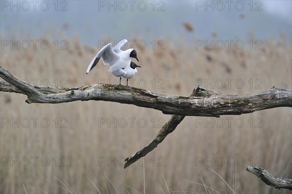 Black-headed gulls