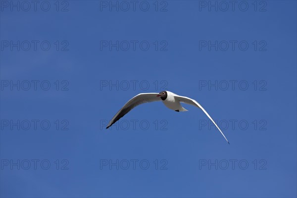 Black-headed Gull