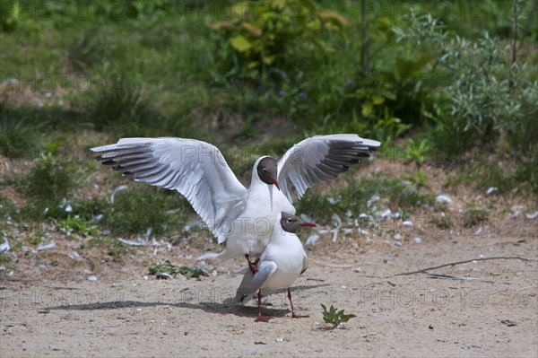 Black-headed Gulls