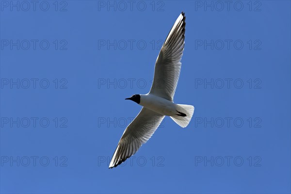 Black-headed Gull