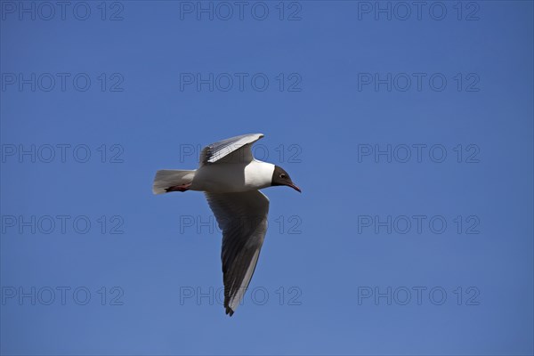 Black-headed Gull