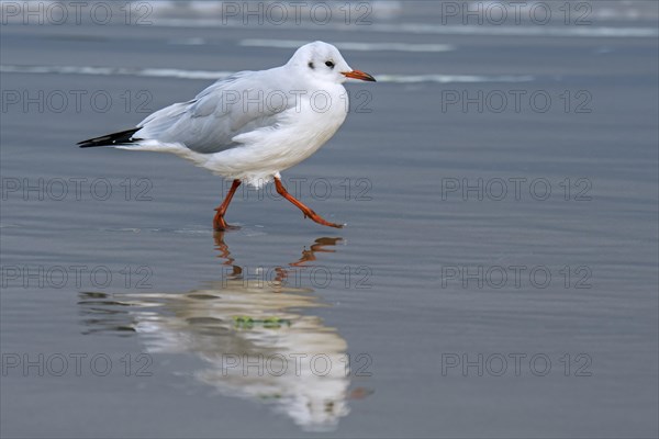 Black-headed gull