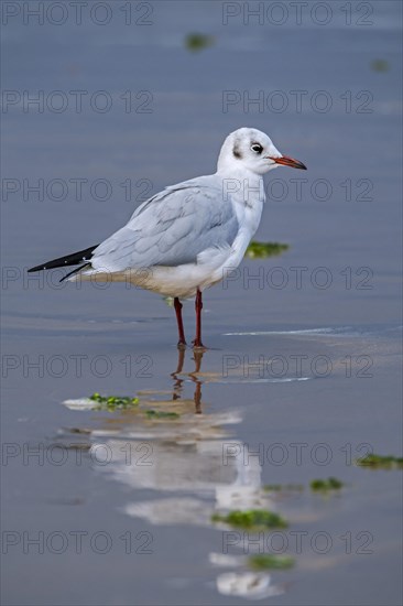 Black-headed gull