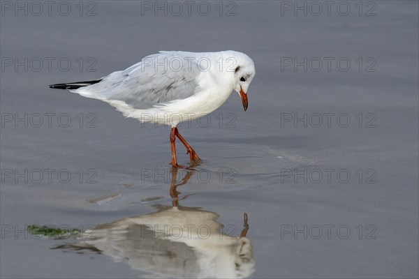 Black-headed gull