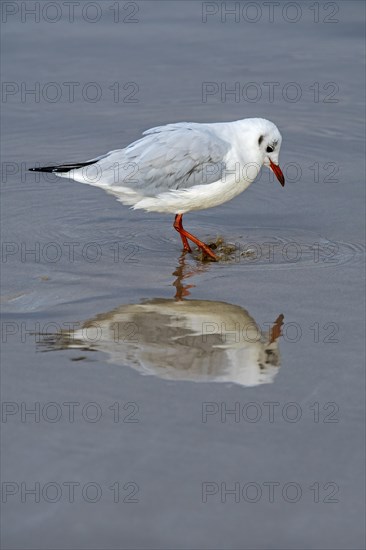 Black-headed gull