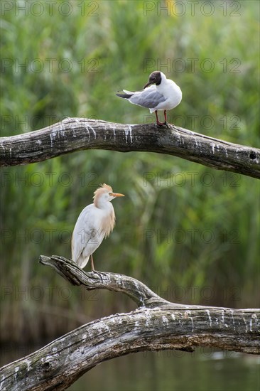 Black-headed gull