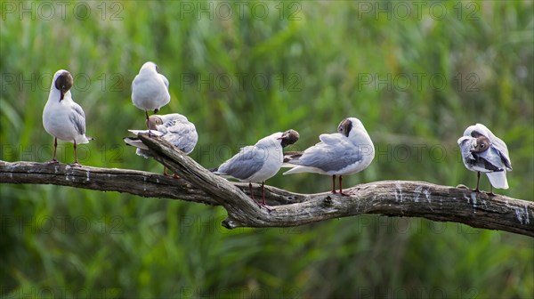 Black-headed gulls