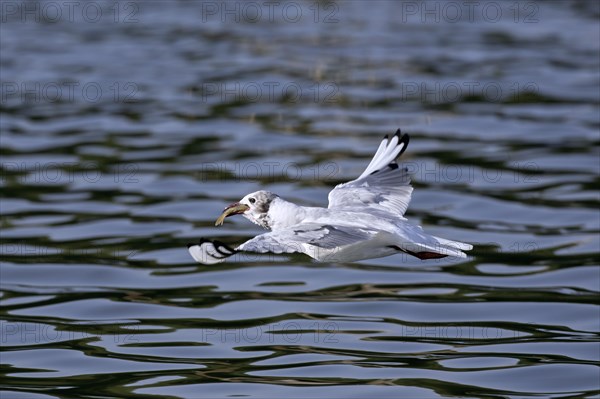 Black-headed gull