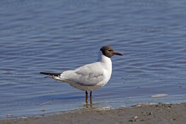 Black-headed gull