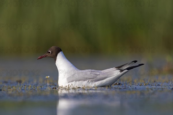 Black-headed gull