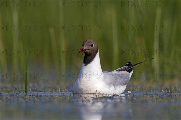 Black-headed gull