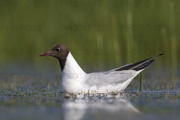 Black-headed gull