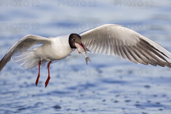 Black-headed gull