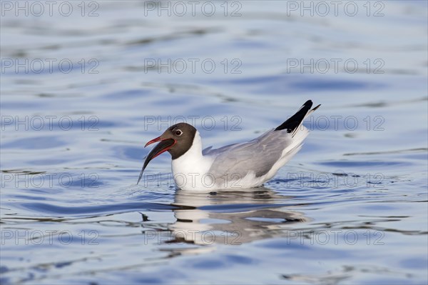 Black-headed gull