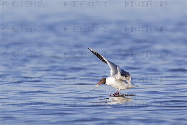 Black-headed gull