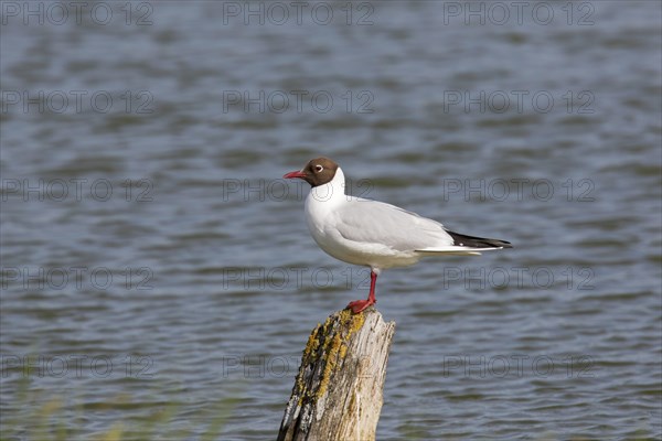 Black-headed gull