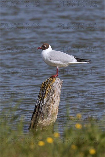 Black-headed gull