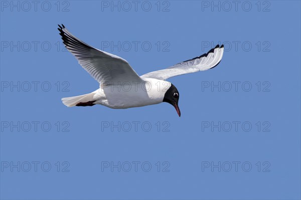 Black-headed gull