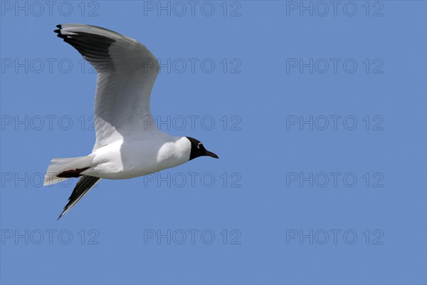 Black-headed gull