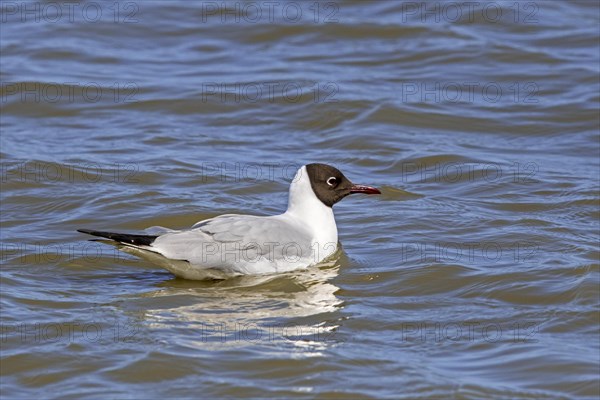 Black-headed gull