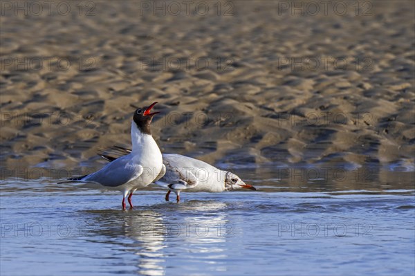 Courtship display by black-headed gull