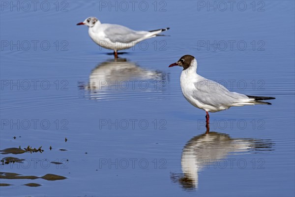 Two black-headed gulls